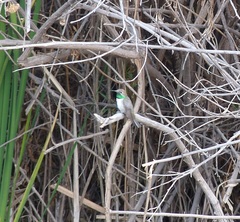 Oreotrochilus leucopleurus