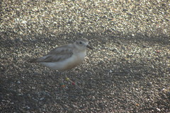 Charadrius obscurus