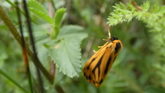 Setina aurita