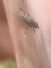 Pherbellia schoenherri