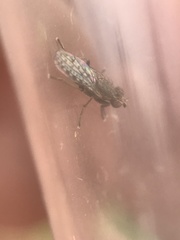 Pherbellia schoenherri