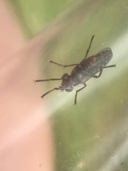 Pherbellia schoenherri