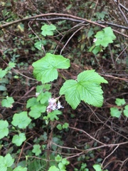 Ribes sanguineum glutinosum
