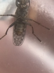 Pherbellia schoenherri