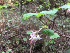 Ribes sanguineum glutinosum