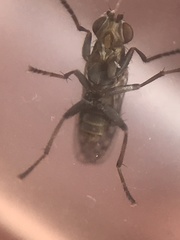Pherbellia schoenherri