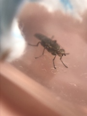Pherbellia schoenherri