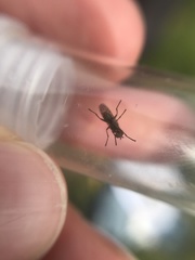 Pherbellia schoenherri