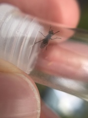 Pherbellia schoenherri