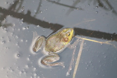 Lithobates grylio