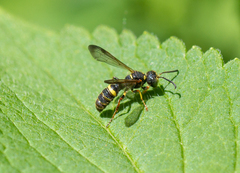 Cerceris atramontensis