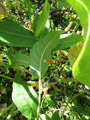 Chelymorpha cassidea