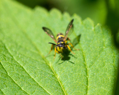 Cerceris atramontensis