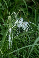 Hymenocallis acutifolia