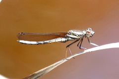 Platycypha fitzsimonsi
