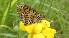 Melitaea trivia