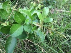 Searsia nebulosa pubescens
