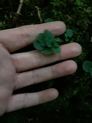 Chrysosplenium oppositifolium