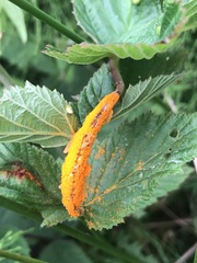 Triphragmium ulmariae