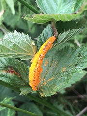 Triphragmium ulmariae