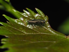 Agrilus derasofasciatus