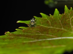 Agrilus derasofasciatus
