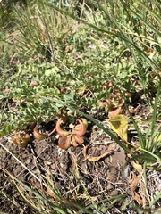 Astragalus iodanthus