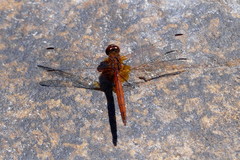 Trithemis pluvialis