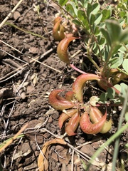 Astragalus iodanthus