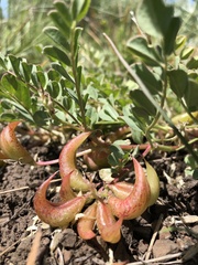 Astragalus iodanthus