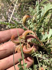 Astragalus iodanthus
