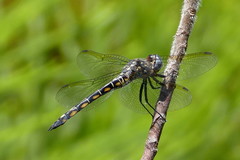 Zygonyx natalensis