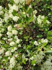 Ceanothus velutinus
