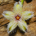 Stapelia glanduliflora - Photo (c) Martin Heigan,  זכויות יוצרים חלקיות (CC BY-NC-ND)