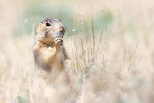 Gunnison's Prairie Dog