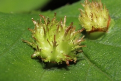 Dasineura crataegibedeguar