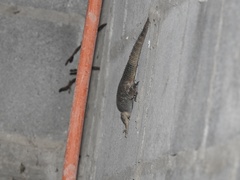 Sceloporus cyanogenys