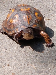 Terrapene carolina carolina