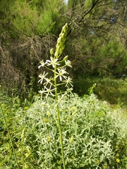 Ornithogalum