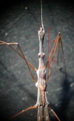 Hydrometra stagnorum