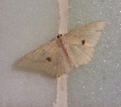 Luxiaria mitorrhaphes