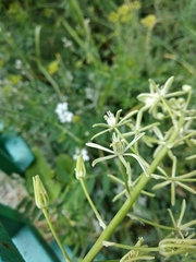 Ornithogalum