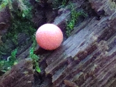Lycogala exiguum