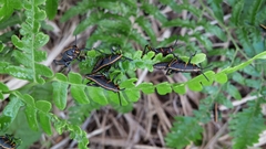 Romalea microptera