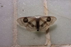 Problepsis conjunctiva