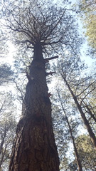 Pinus pseudostrobus apulcensis