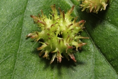 Dasineura crataegibedeguar
