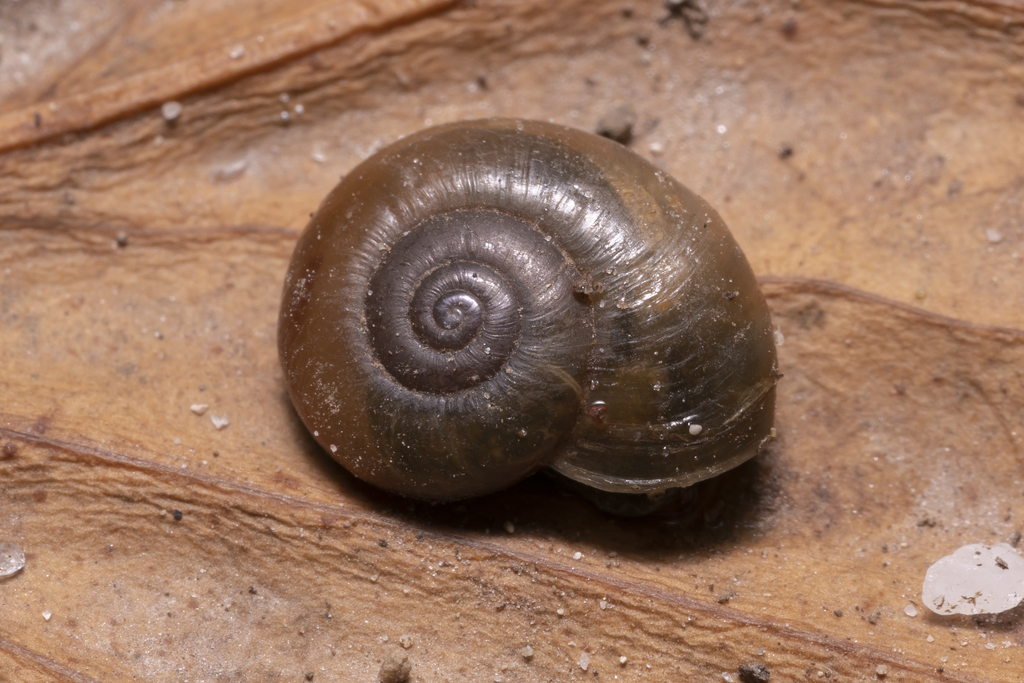 Wide-mouthed Aegopinella