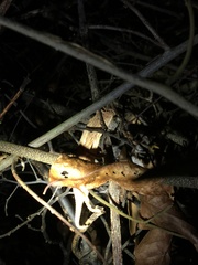 Rieppeleon kerstenii