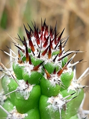 Praecereus euchlorus